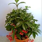 Ardisia