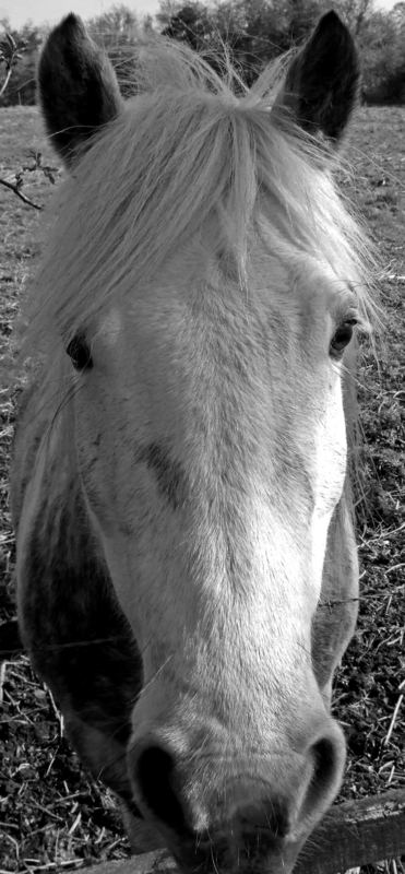 'Are you OK? you sound a little 'horse''