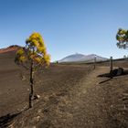 Area Negras am Teide in Teneriffa