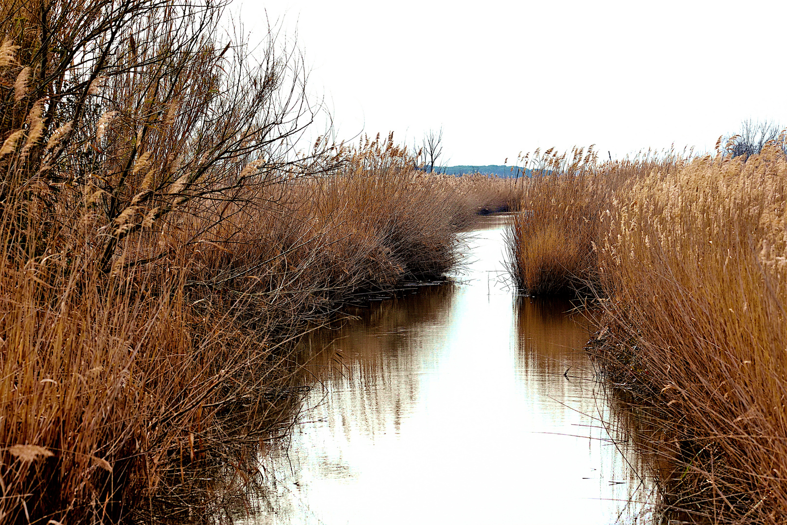 Area umida di Massaciuccoli