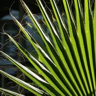 Arecaceae