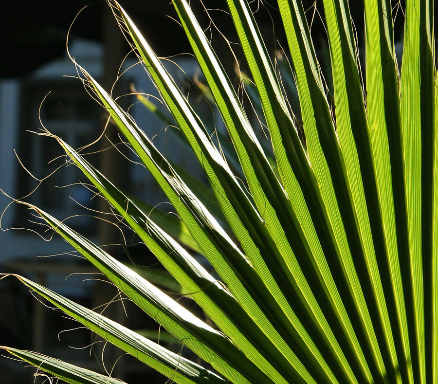 Arecaceae