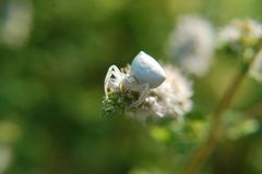 areigné dame blanche (tueuse)