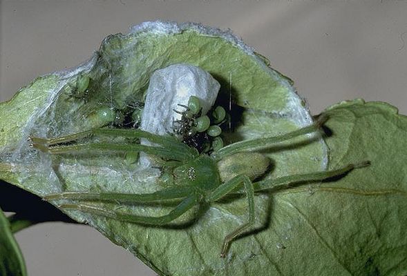 areignée et sa progéniture