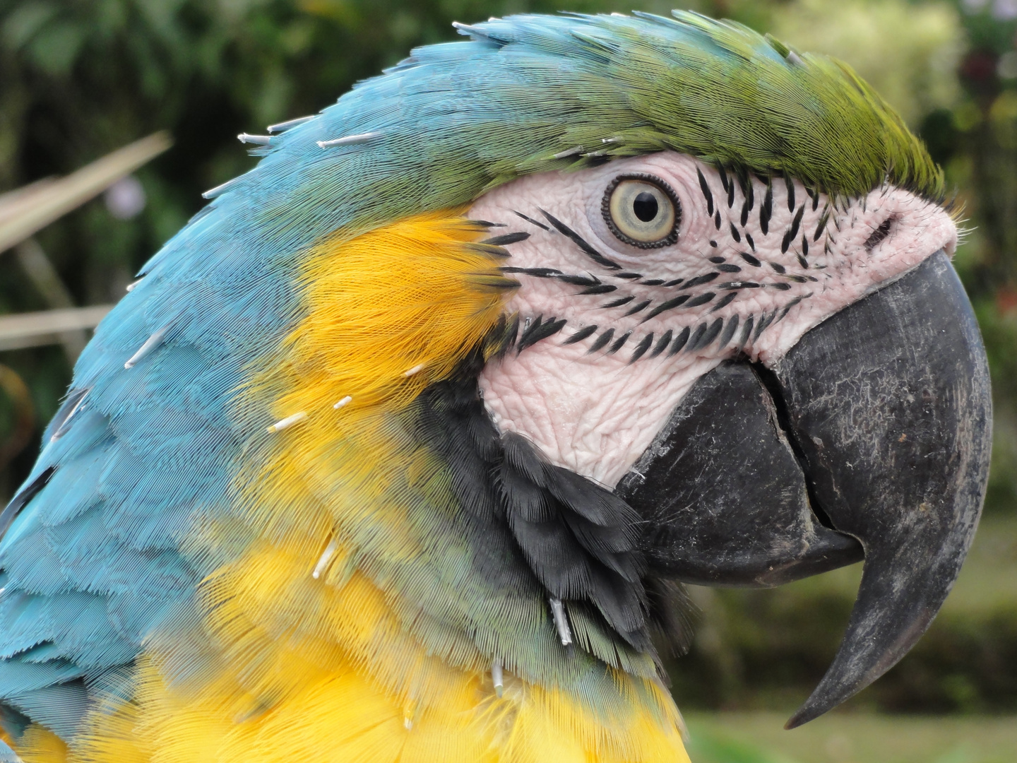 Arenal Lodge Costa Rica