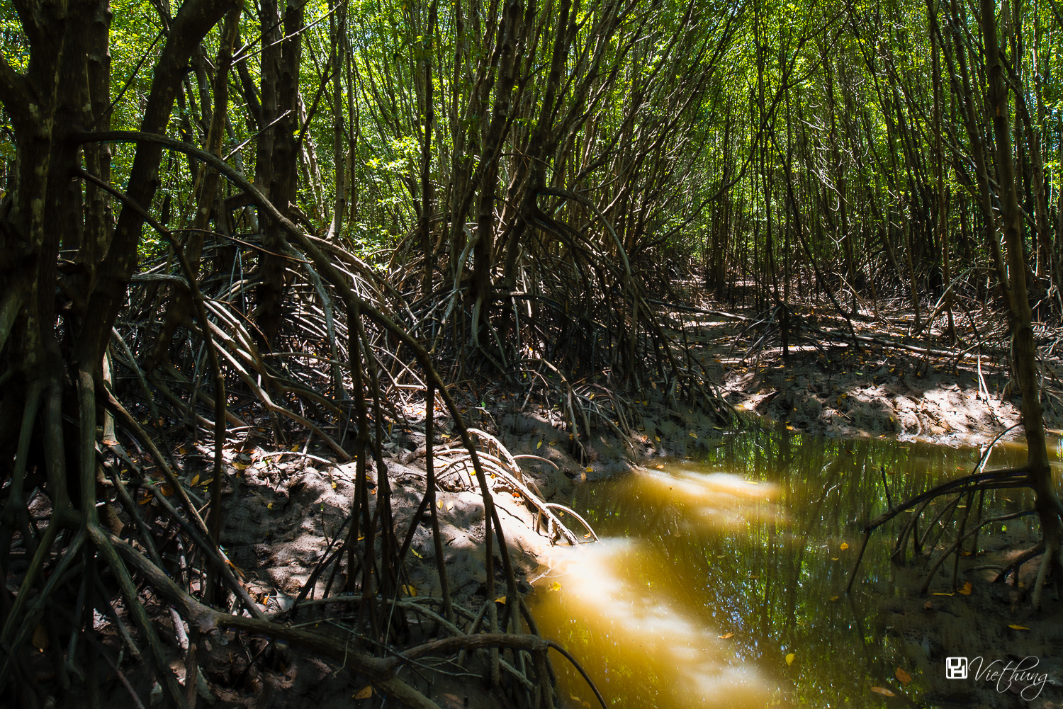 Arenga forest in Ca Mau