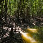 Arenga forest in Ca Mau