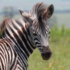 aren't we all a litle bit zebra?