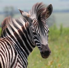 aren't we all a litle bit zebra?