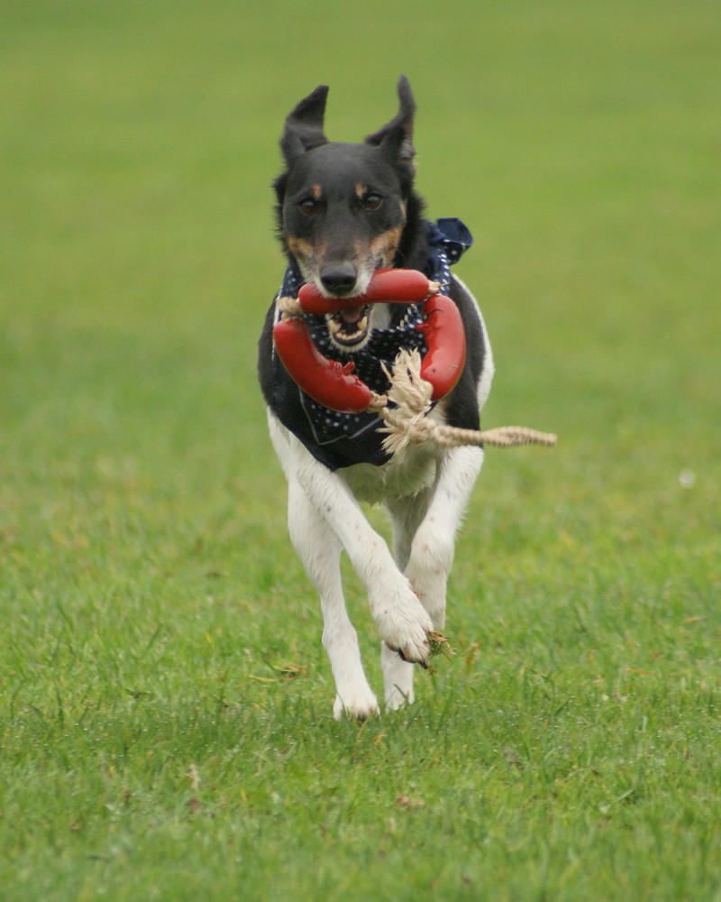 Ares an seinem 8ten Geburtstag