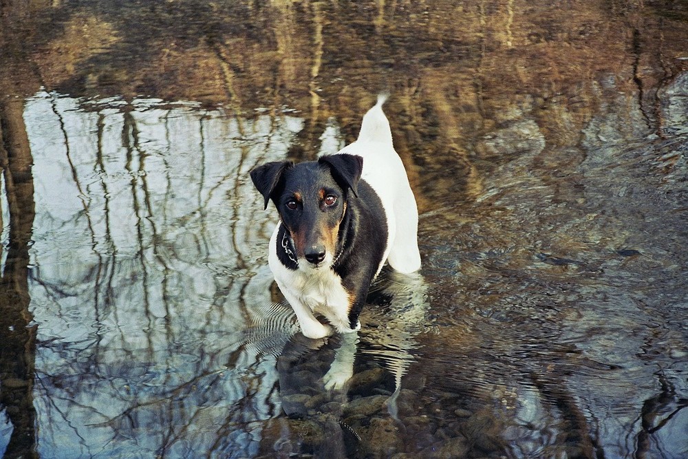 Ares beim Schwimmen