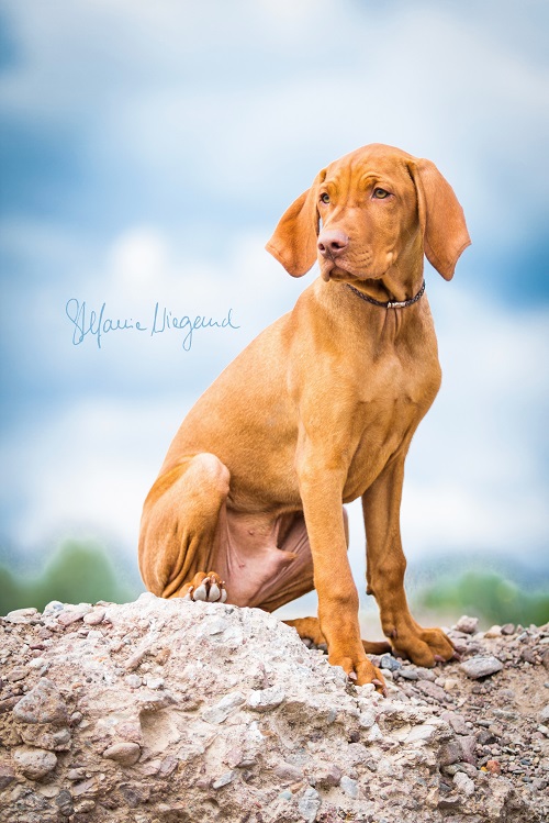 Ares [ Magyar Vizsla ]