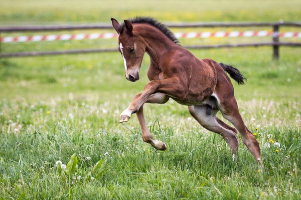 Springpferde Fotos & Bilder auf fotocommunity