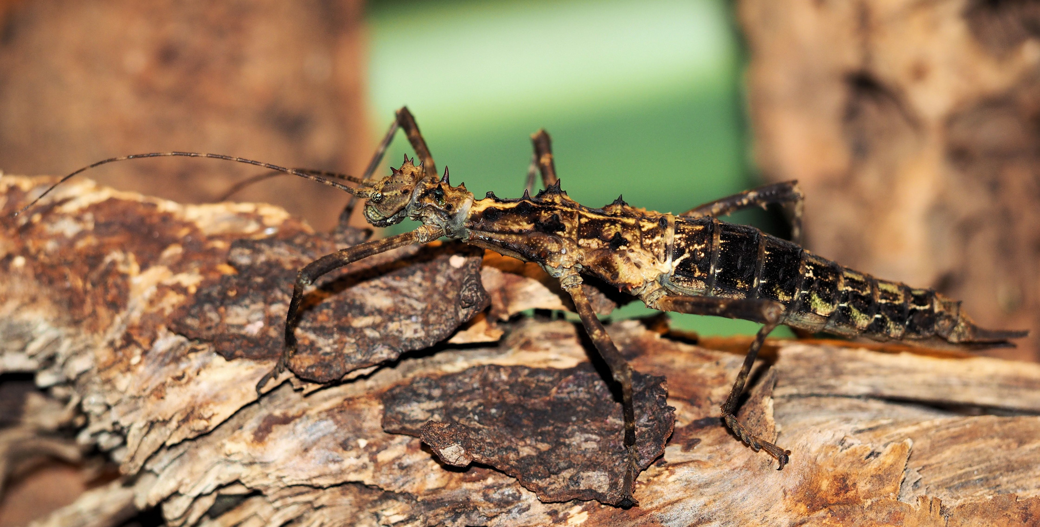 Aretaon sp. Palawan Weibchen....