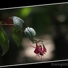 ARETES DE LA NATURALEZA.......