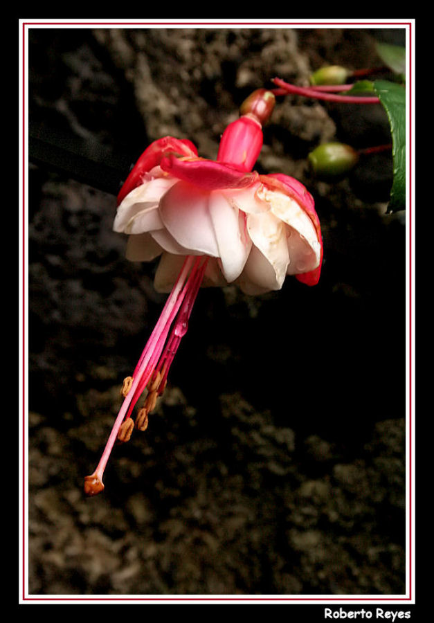 Aretillo Blanco y Rojo