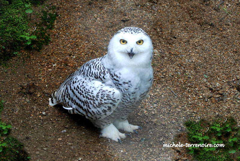 Arfang des Neiges