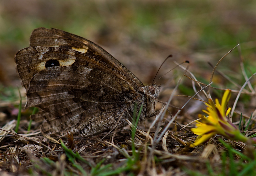 Arg mitgenommener Madeira Grayling (Hipparchia maderensis)