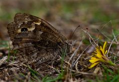 Arg mitgenommener Madeira Grayling (Hipparchia maderensis)