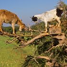 Argan und Ziegen