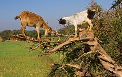 Argan und Ziegen