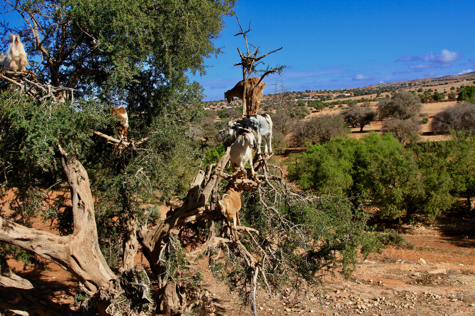 Argan Ziegen