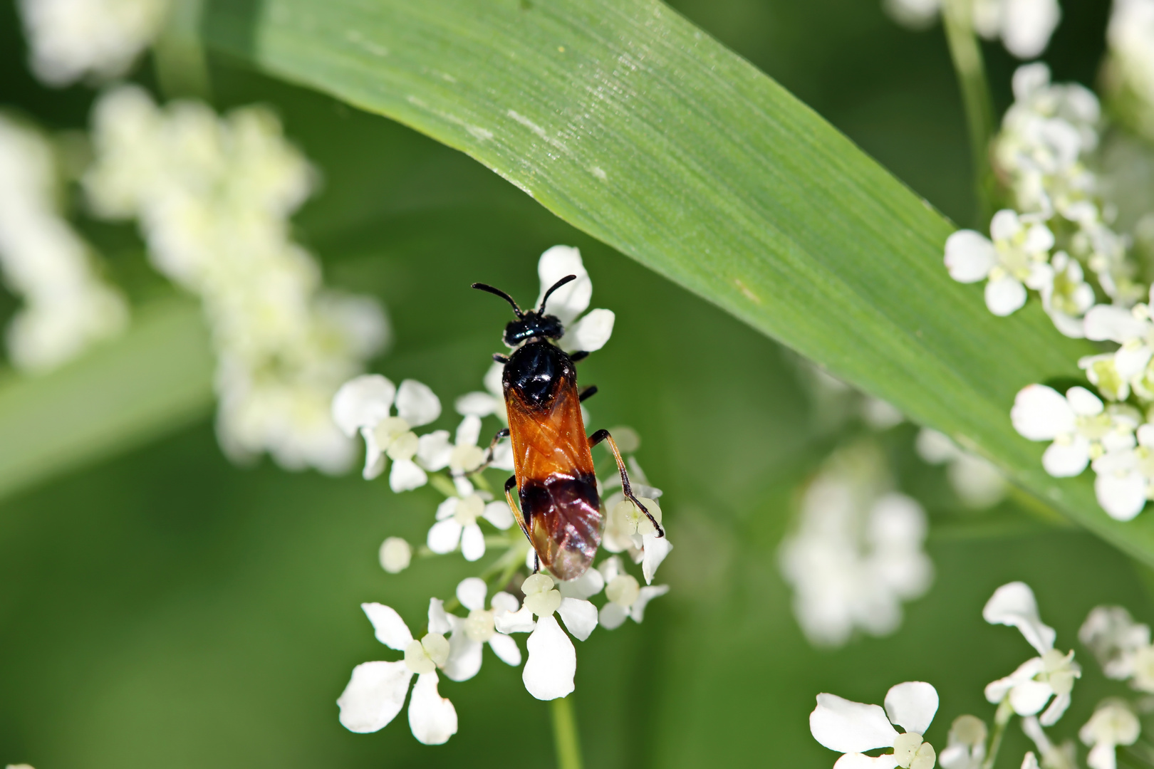 Arge cyanocrocea