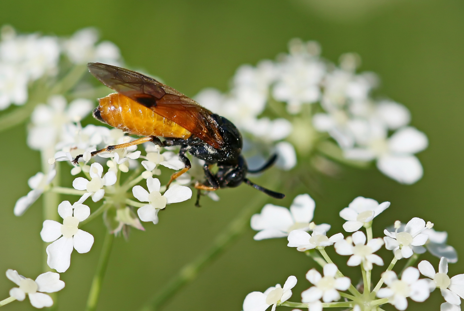 Arge cyanocrocea