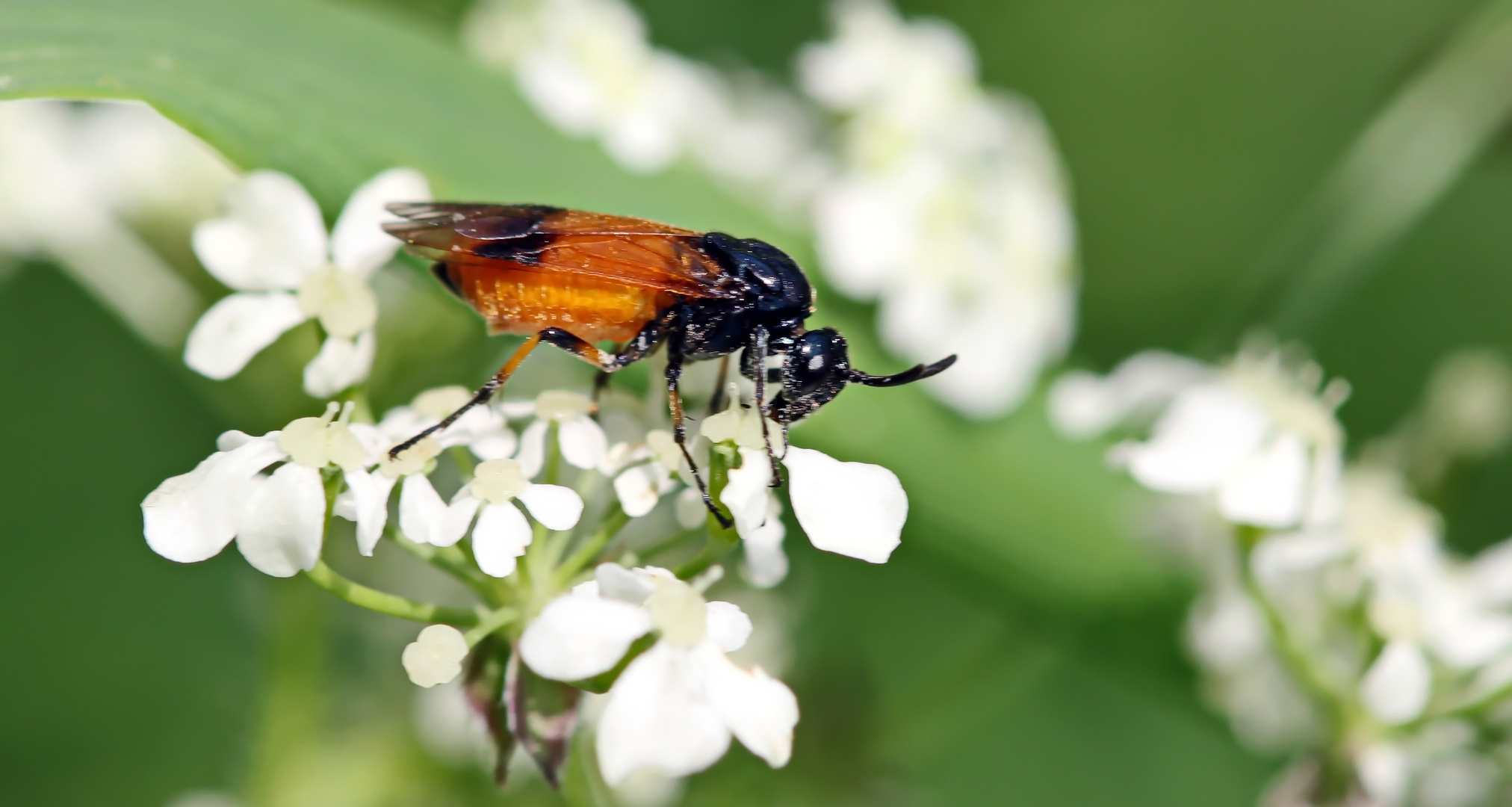 Arge cyanocrocea,Bürstenhornblattwespe