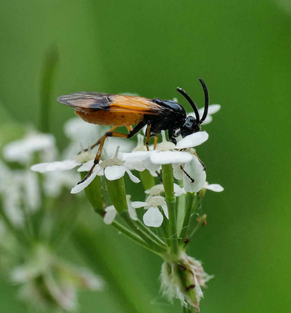 Arge melanochra_Bürstenhornblattwespen 1