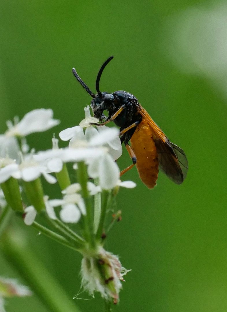 Arge melanochra_Bürstenhornblattwespen 2