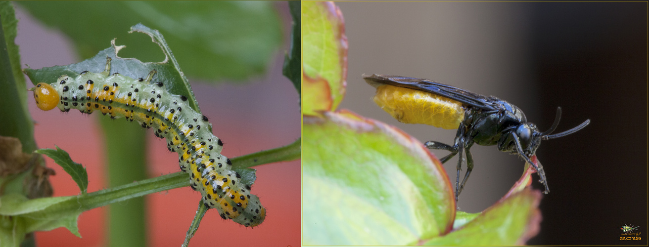 Arge Pagana larva e adulto