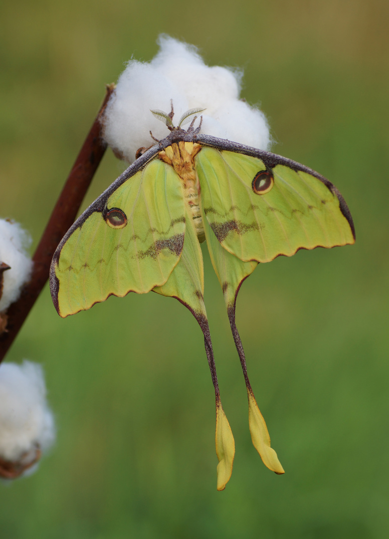 Argema mimosae (Afrikanische Mondmotte)