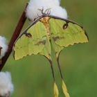 Argema mimosae (Afrikanische Mondmotte)