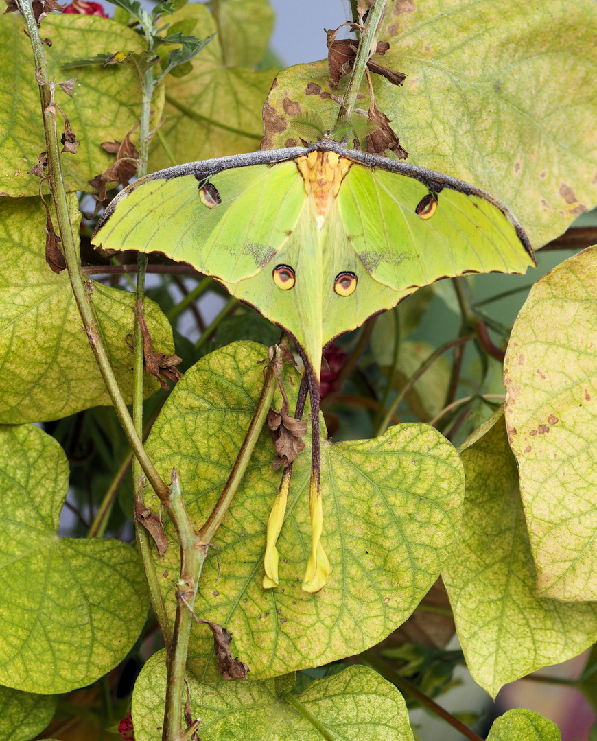 Argema mimosae Männchen....