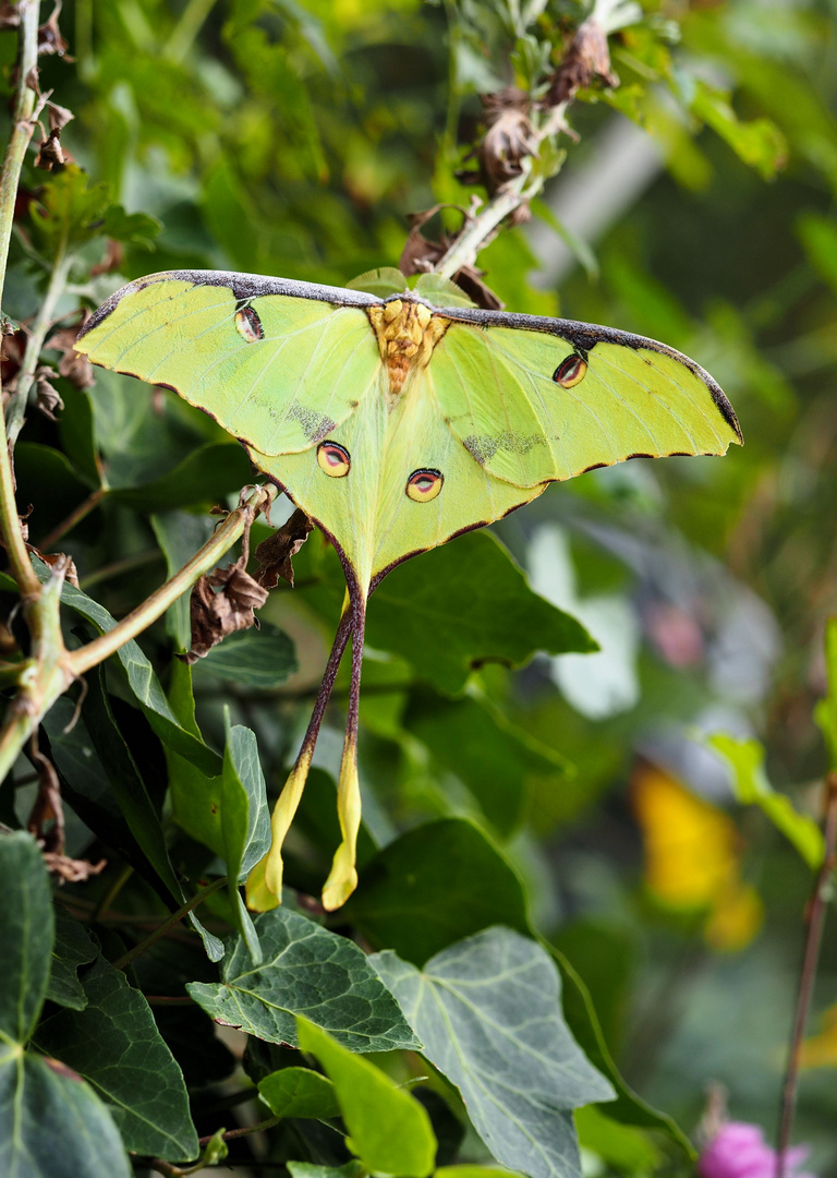 Argema mimosae oder auch Kometfalter....