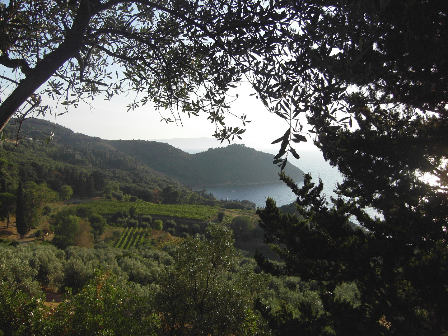 argentario-cala grande: il paradiso tra i cespugli