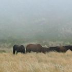 Argentine chevaux