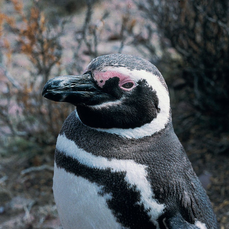 ARGENTINIEN Patagonien Punta Tumbo Magellan Pinguin
