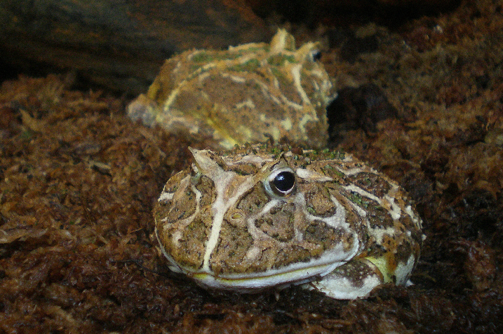 Argentinischer Hornfrosch (ceratophrys cranwelli)