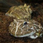 Argentinischer Hornfrosch (ceratophrys cranwelli)