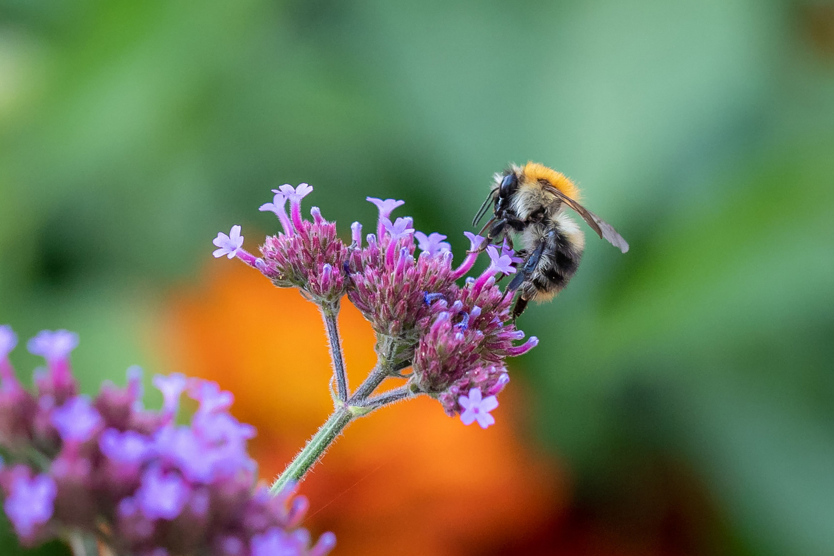 Argentinisches Eisenkraut  Verbena bonariensis