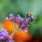 Argentinisches Eisenkraut  Verbena bonariensis