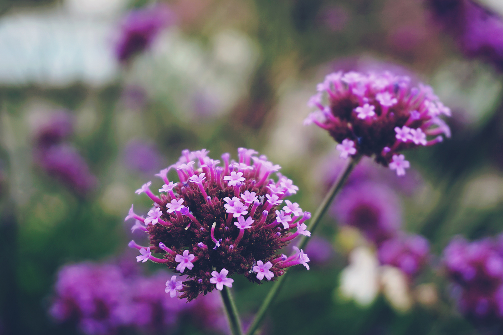 Argentinisches Eisenkraut - Verbena botariensis