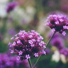 Argentinisches Eisenkraut - Verbena botariensis