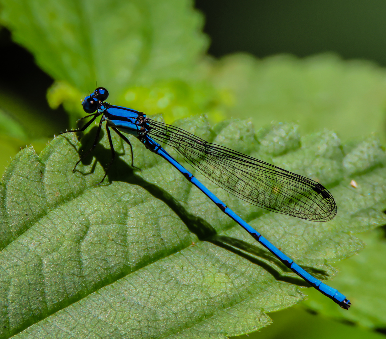 Argia extranea (Spine-tipped Dancer)