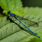 Argia extranea (Spine-tipped Dancer)