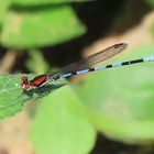 Argia oenea