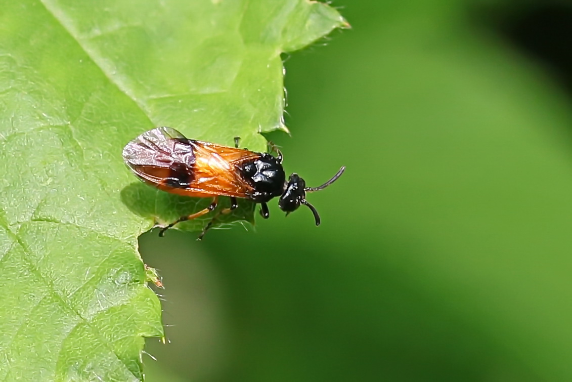 Argid sawflies 