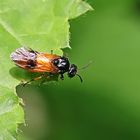 Argid sawflies 